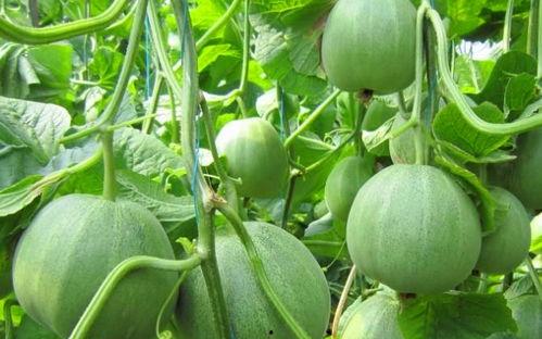 免费吃瓜不可多得的好地方,不可多得的好去处 第1张 免费吃瓜不可多得的好地方,不可多得的好去处 第1张