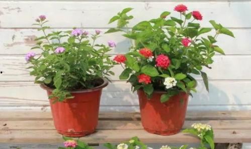 加拿大高管爆料视频最新,企业内幕与行业真相大曝光 第3张 加拿大高管爆料视频最新,企业内幕与行业真相大曝光 第3张